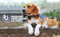 chien et chat