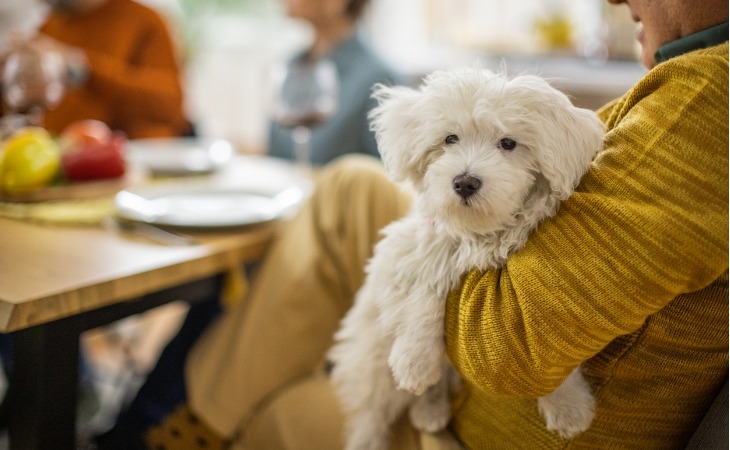 S'il est aisé de trouver un compromis pour la répartition des biens, le sort du chien est difficile à définir. Que dit la loi pour la garde du chien ?