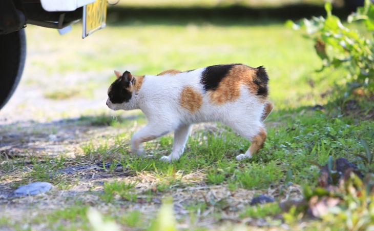 bobtail japonais