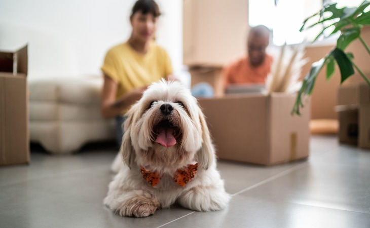 chien devant des cartons de déménagement avec ses maîtres en arrière plan