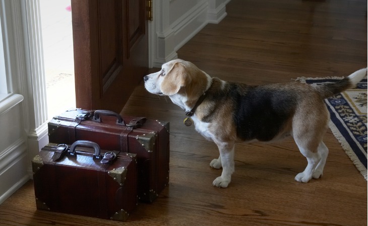 chien qui regarde par la fenêtre