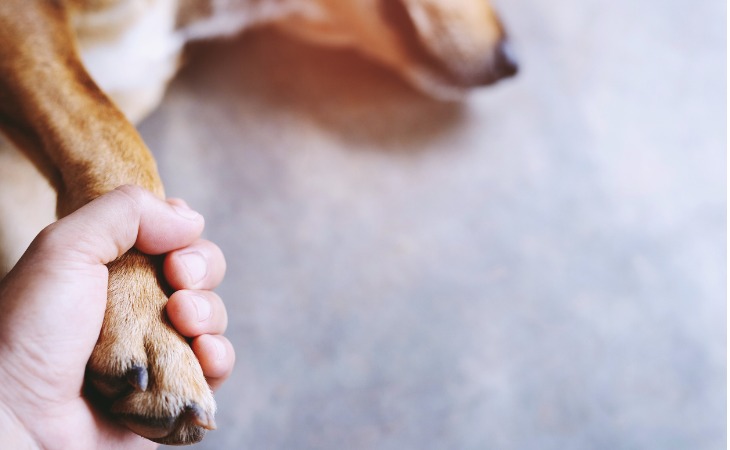 patte d'un chien dans la main de son proprietaire