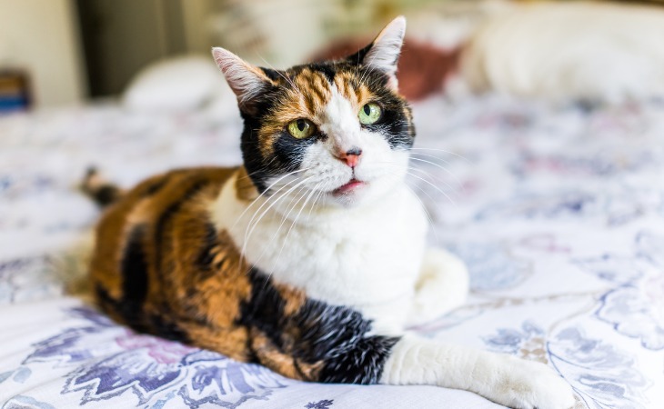 chat âgé calico allongé sur un lit