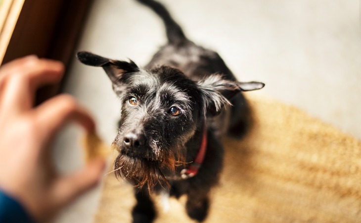 chien senior reçoit une friandise