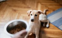 choisir les croquettes de son chien