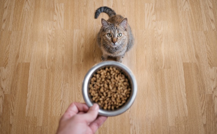 chat attend ses croquettes