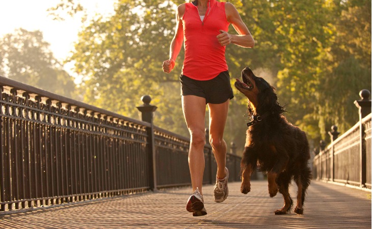 Il est indispensable de prendre des précautions. Découvrez avec Hello Animaux quelques conseils pour apprendre à courir avec son chien en toute sécurité.