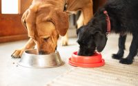 deux chiens avec leur gamelle de croquettes