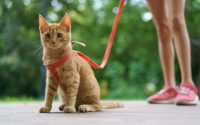 chat roux en promenade avec un harnais