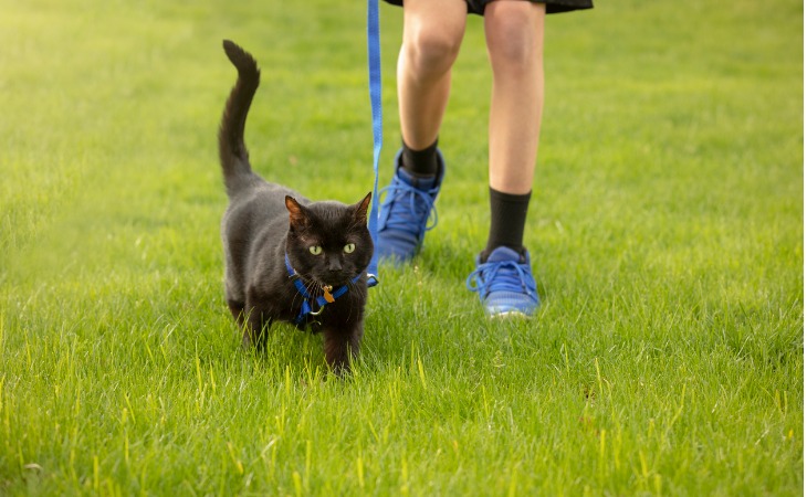 chat noir se balade avec un harnais