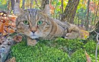 chat highland lynx