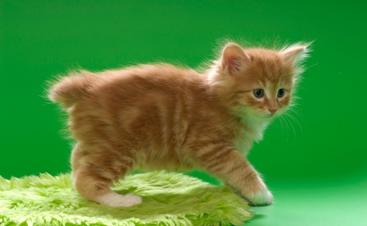 chaton kurilian bobtail