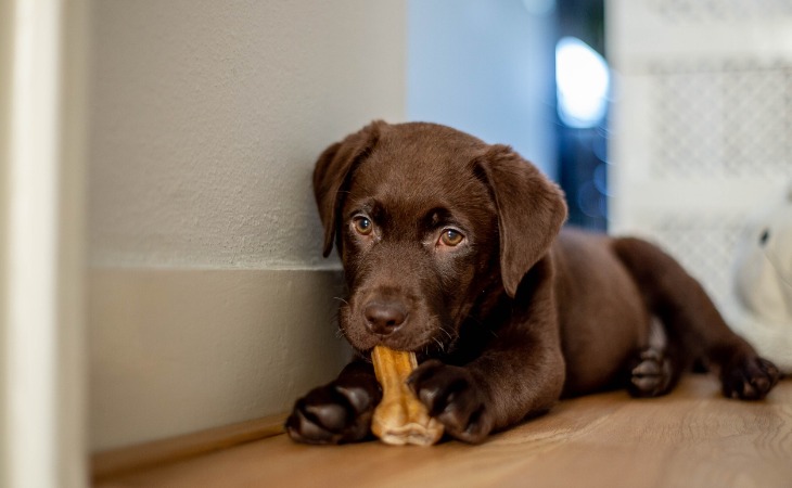 chiot labrador qui mâche une friandise