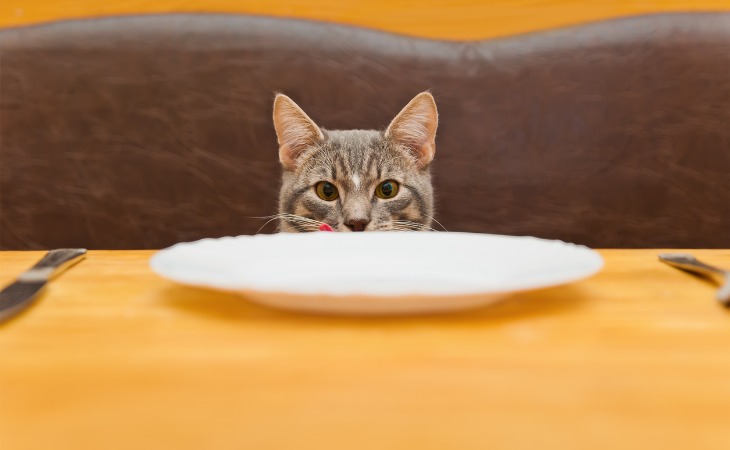 Le problème qui se pose est de savoir si donner les restes de table à son chat, convient à son régime alimentaire. Découvrez avec nous ce qu'il en est.
