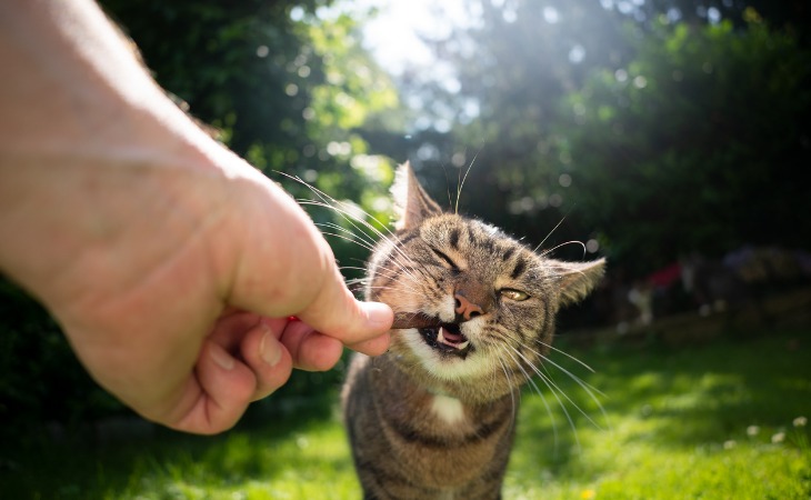 chat mache une friandise