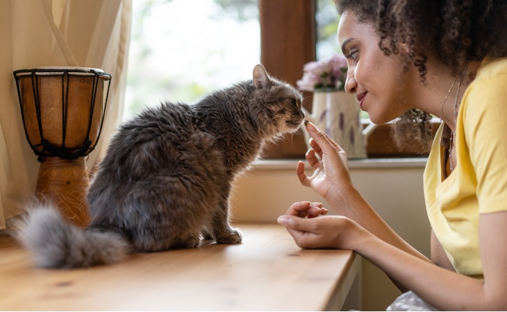 Il est tentant de donner des friandises à votre chat. Cependant, il faudra bien les choisir pour ne pas faire prendre du poids à votre petit félin.