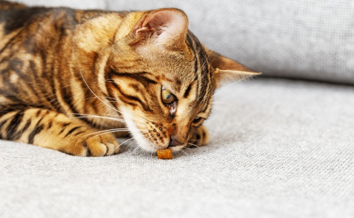 chat tigré qui renifle une friandise