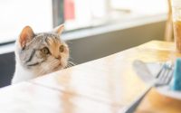 un chat regarde une assiette sur une table