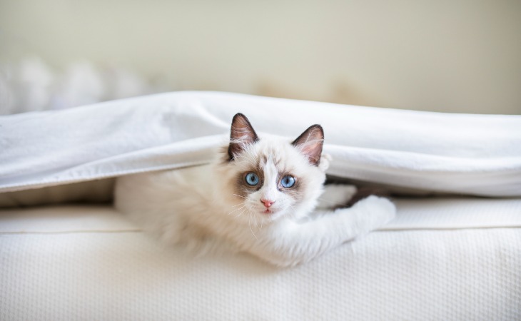 chaton ragdoll sur un lit