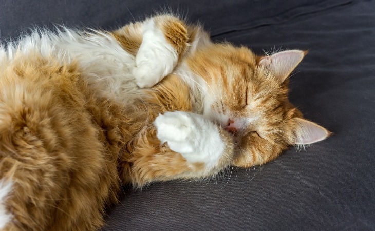 chat roux et blanc allongé sur le dos