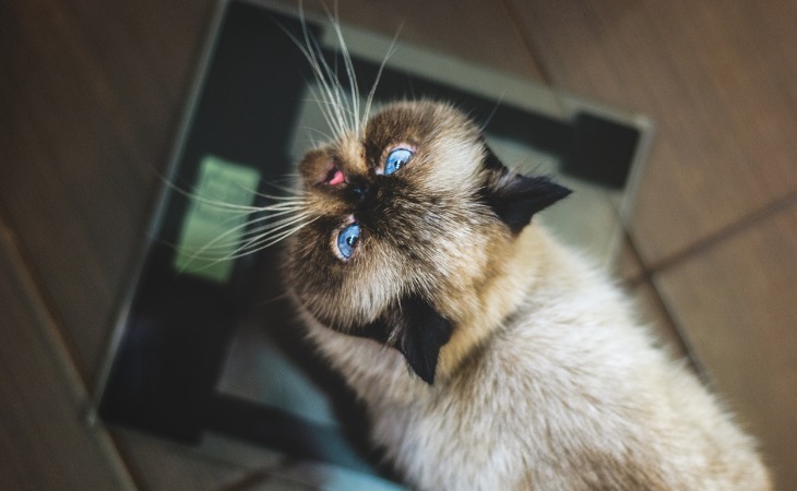 chat sur une balance