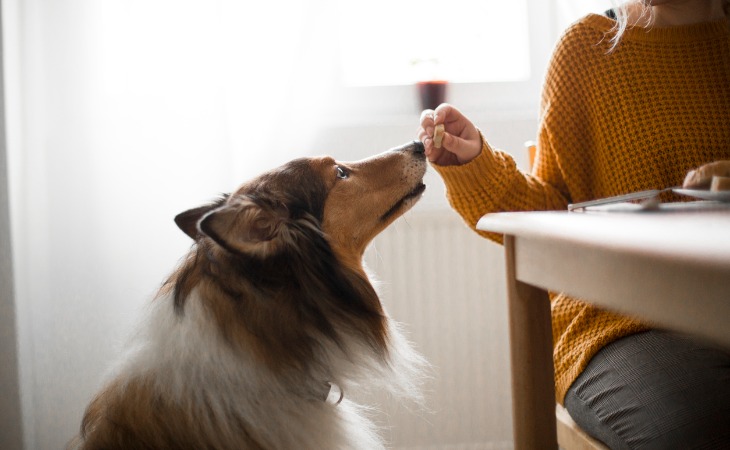 chien colley reniflant un aliment