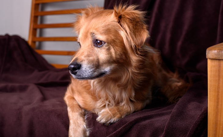 chien allongé sur un lit