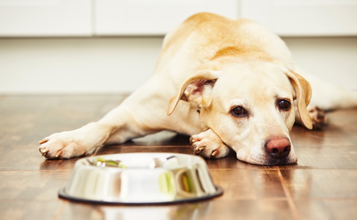 chien labrador allongé devant sa gamelle