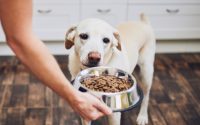 chien labrador devant sa gamelle