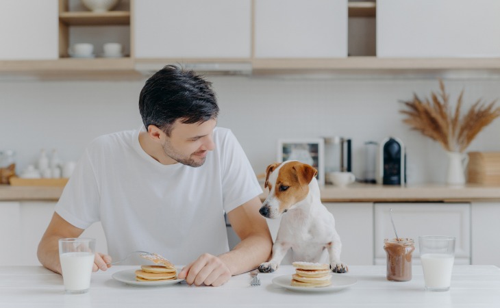 chien à table 