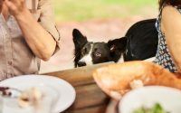 chien attend restes de table