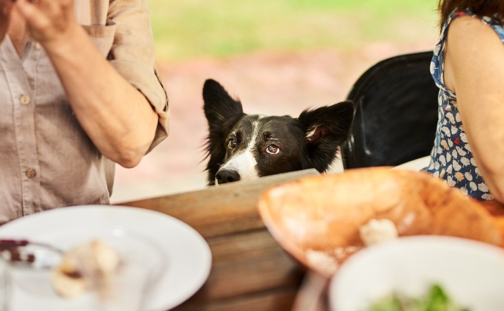 chien attend restes de table
