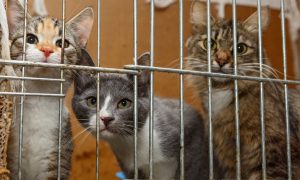 adoption chat en refuge