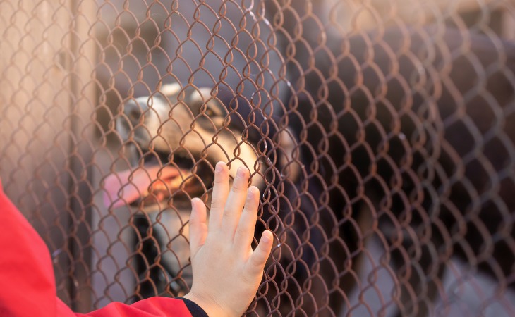 chien derrière un grillage dans un refuge