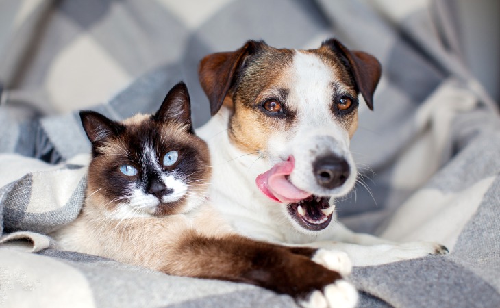 cohabitation réussie entre chien et chat