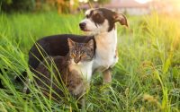 chien et chat dans un jardin