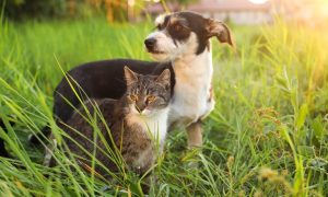 chien et chat dans un jardin