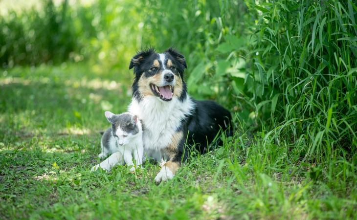 un chien et un chat dans un jardin