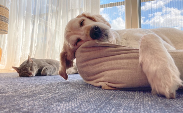 chien golden retriever allongé sur un coussin et chat gris à côté sur le sol