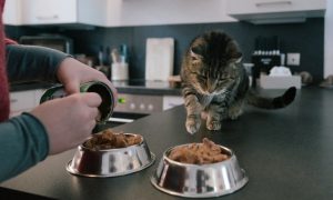 chat tigre devant deux gamelles de patee