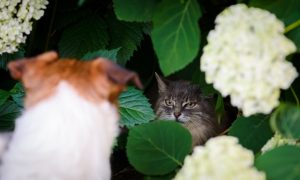 chat dans un buisson guette un chien