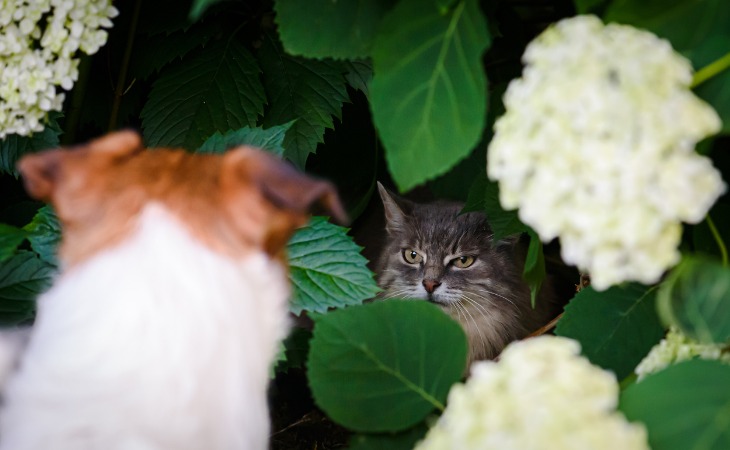 chat dans un buisson guette un chien
