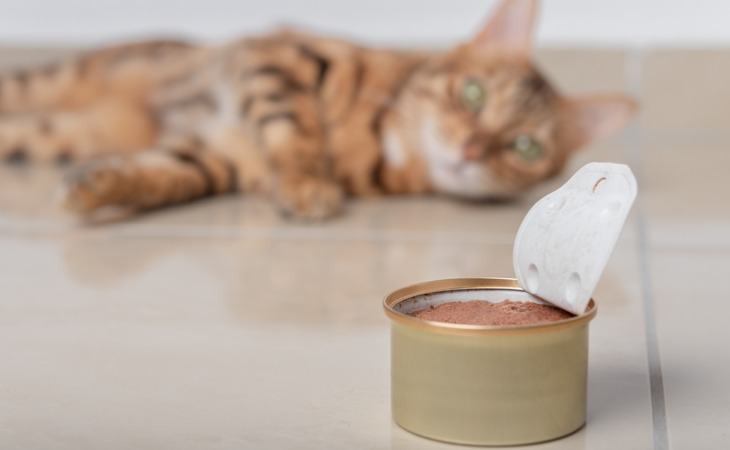 chat allongé avec une boîte d'alimentation humide