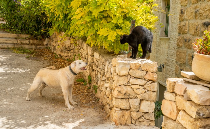 un chat énervé et agressif envers un chien