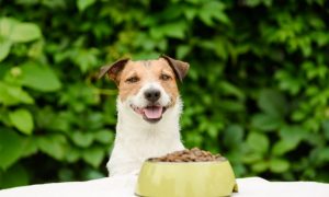 chien avec une gamelle de croquettes