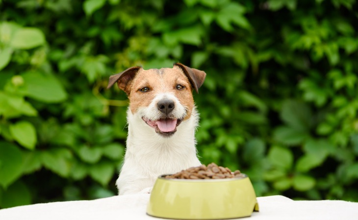 chien avec une gamelle de croquettes