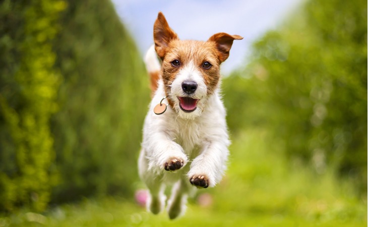 chien jack russell qui court