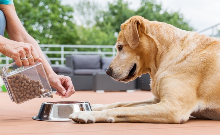 chien labrador devant sa gamelle de croquettes