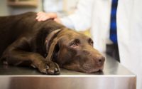 chien labrador malade chez le vétérinaire