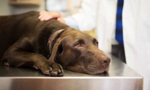chien labrador malade chez le vétérinaire